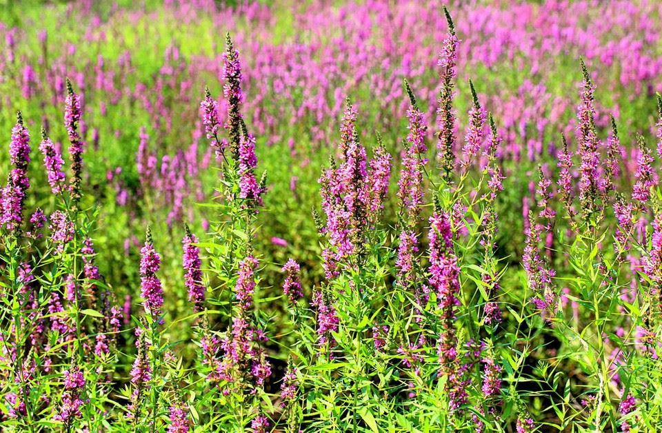Purple Loosestrife